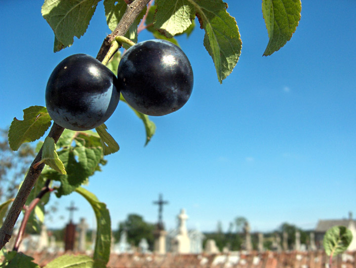 Crevant - Berry - 2005 © Daniel Schipper