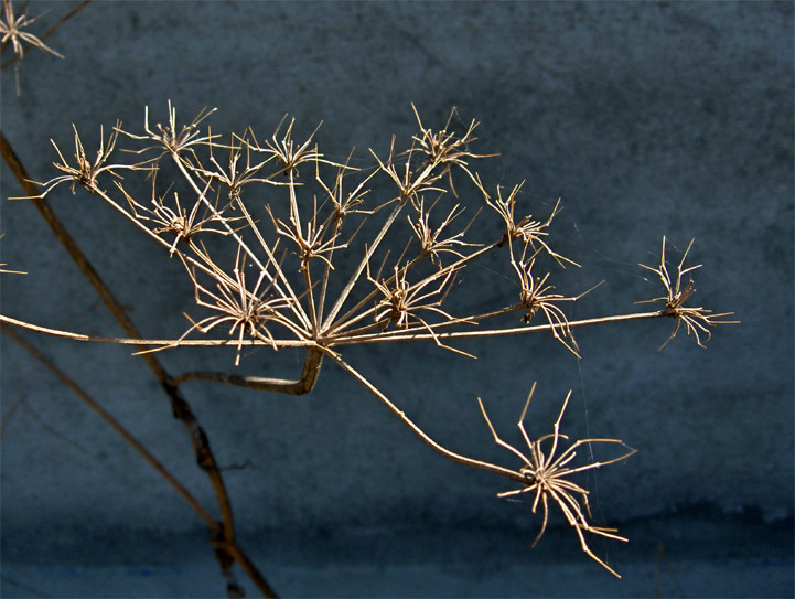 Crevant - Berry - 2005 © Daniel Schipper