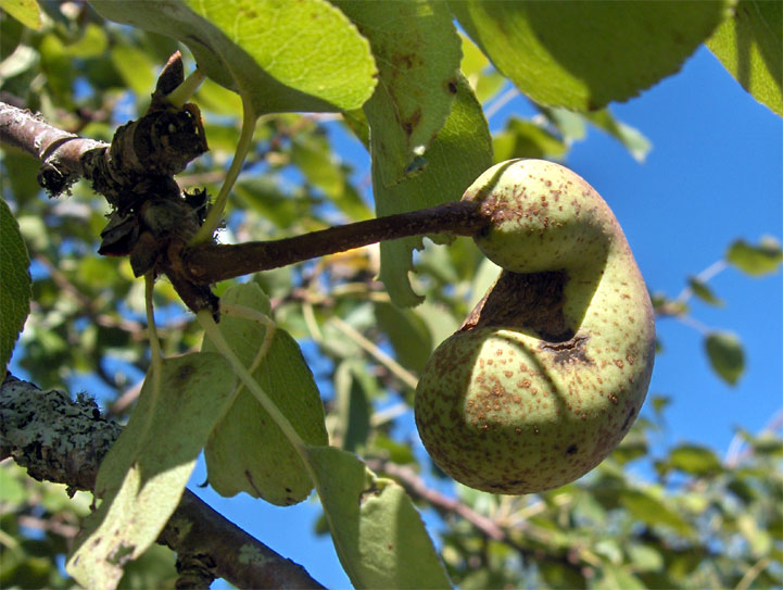 Crevant - Berry - 2005 © Daniel Schipper