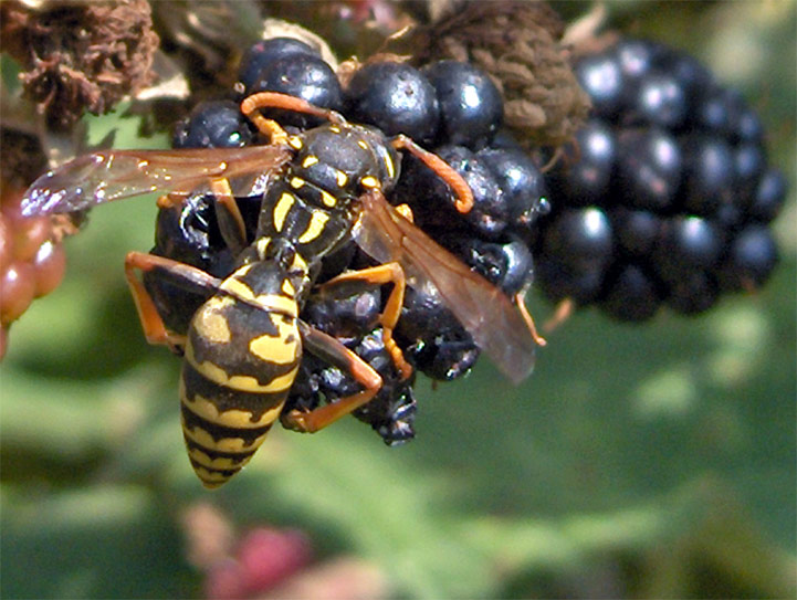 Crevant - Berry - 2005 © Daniel Schipper
