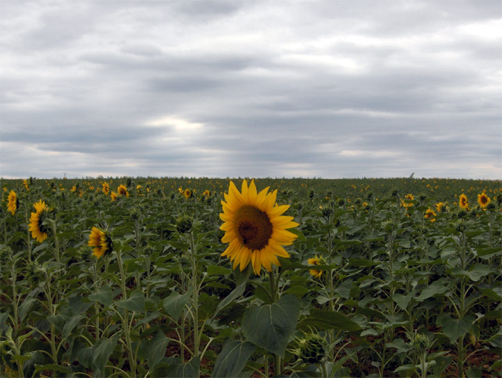 Campagne du Berry - 2005 © Daniel Schipper