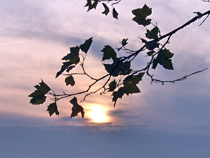 Voisins-le-Bretonneux - Yvelines - 2005 © Daniel Schipper