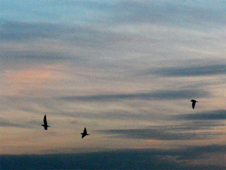 Voisins-le-Bretonneux - Yvelines - 2005 © Daniel Schipper