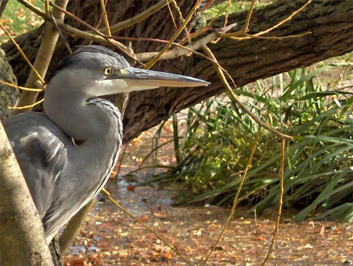 Bois de Boulogne - Paris - 2005 © Daniel Schipper
