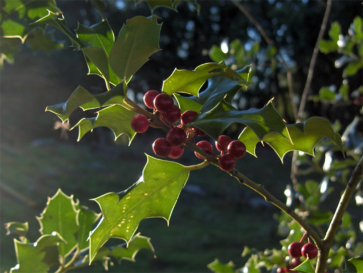 Crevant - Berry - 2005 © Daniel Schipper
