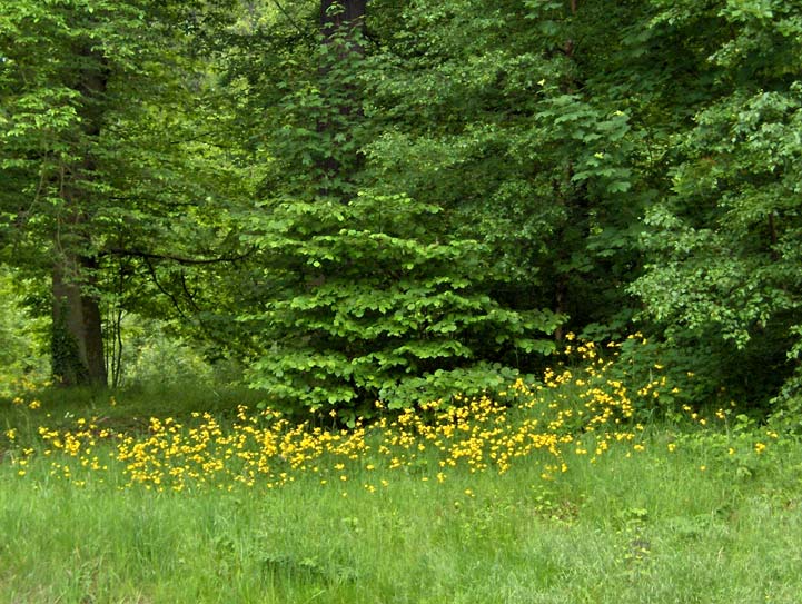 Le-Chesnay - Ile-de-France - 2006 © Daniel Schipper
