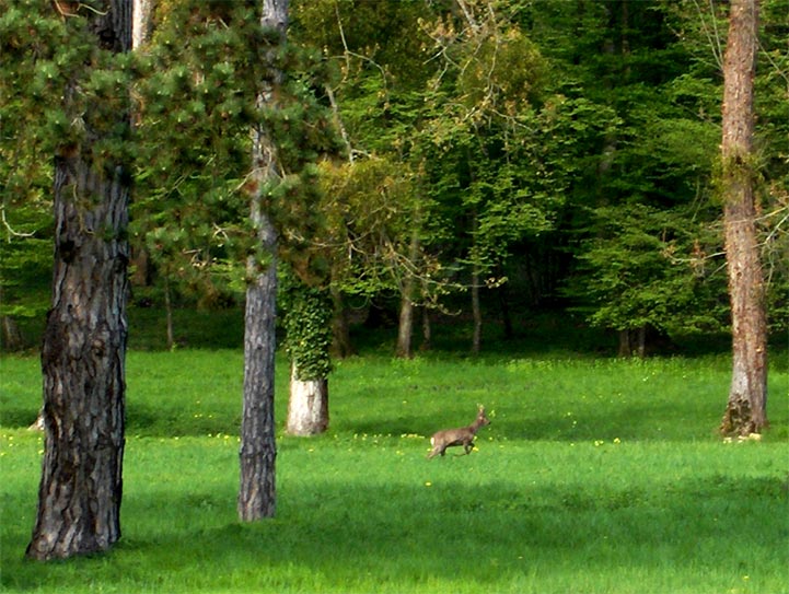 Chartrettes - Seine et Marne - 2006 © Daniel Schipper