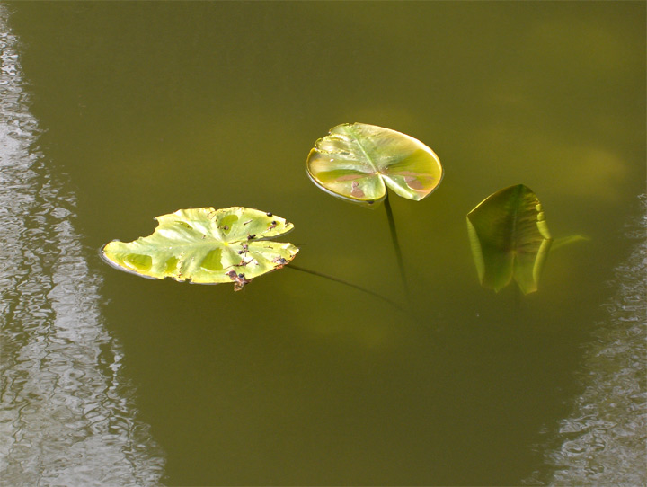 Chartrettes - Seine et Marne - 2006 © Daniel Schipper