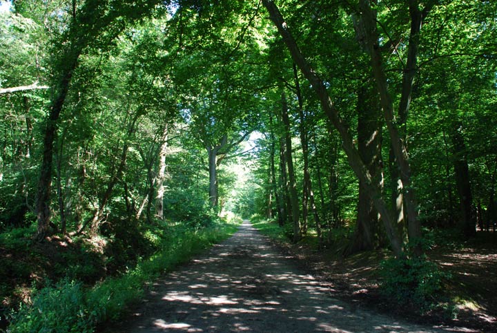 Forêt domaniale de Port-Royal - Yvelines - Ile-de-France - 2007 © Daniel Schipper
