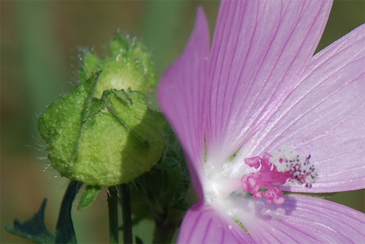 Crevant - Berry - 2007 © Daniel Schipper
