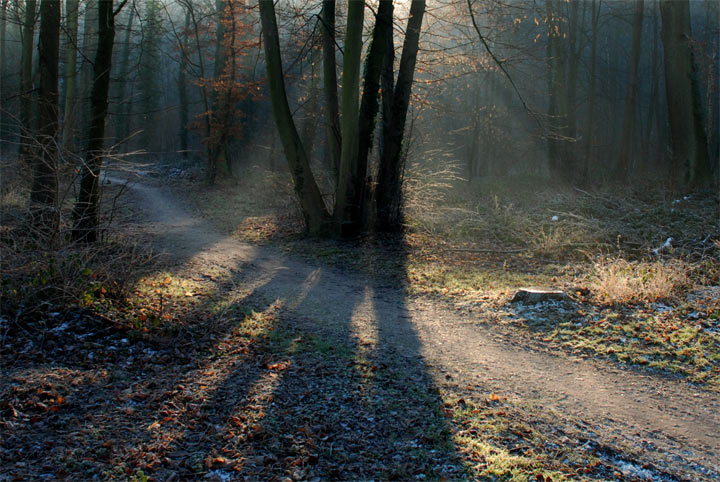 Versailles - Yvelines - Ile-de-France - 2008 © Daniel Schipper