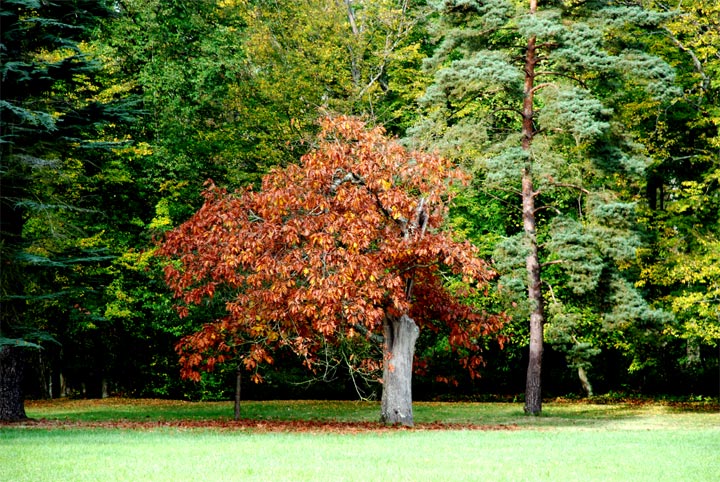 Chartrettes - Seine-et-Marne - Ile-de-France - 2008 © Daniel Schipper