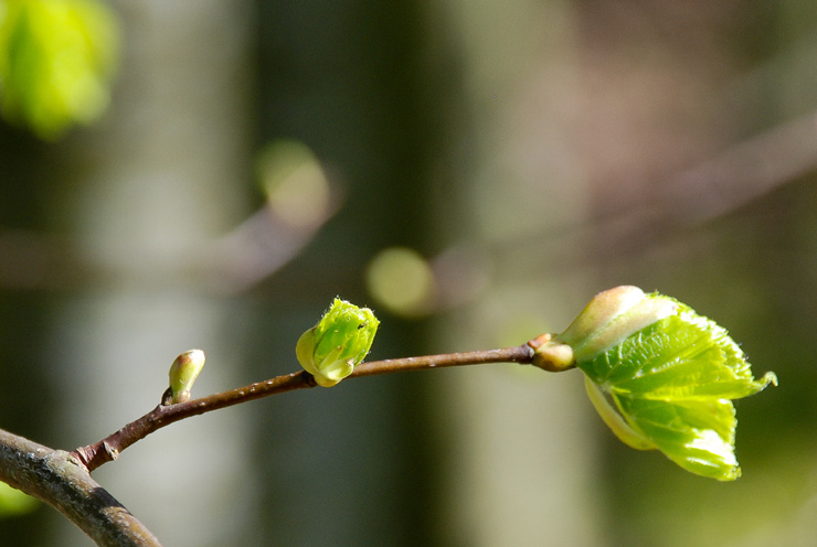 Magny-les-Hameaux – Yvelines – Ile-de-France - 2011 © Daniel Schipper