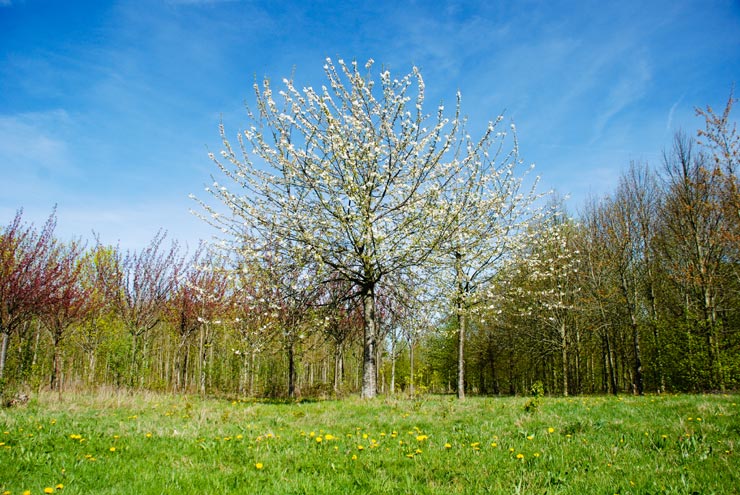 Magny-les-Hameaux – Yvelines – Ile-de-France - 2011 © Daniel Schipper