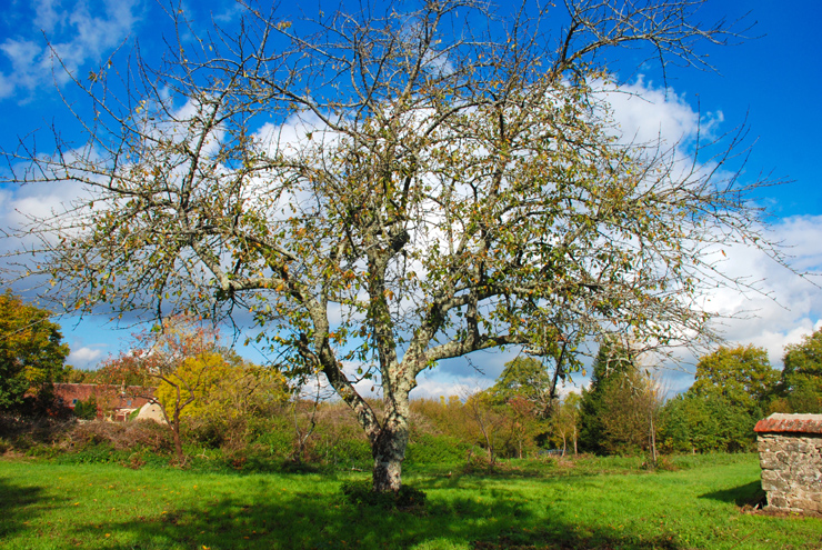 Crevant - Indre - Centre - 2011 © Daniel Schipper
